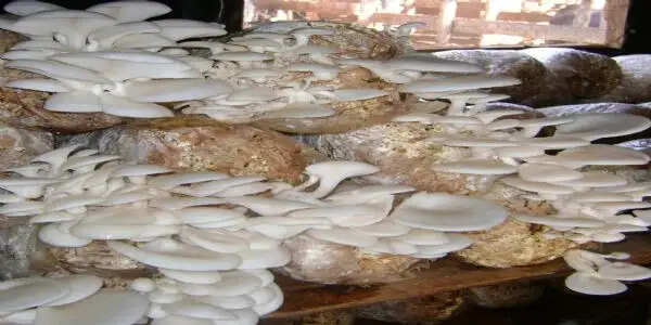 खेतों से मशरूम तक : मिथिला दीदी ने मेहनत से लिखी आत्मनिर्भरता की नई इबारत