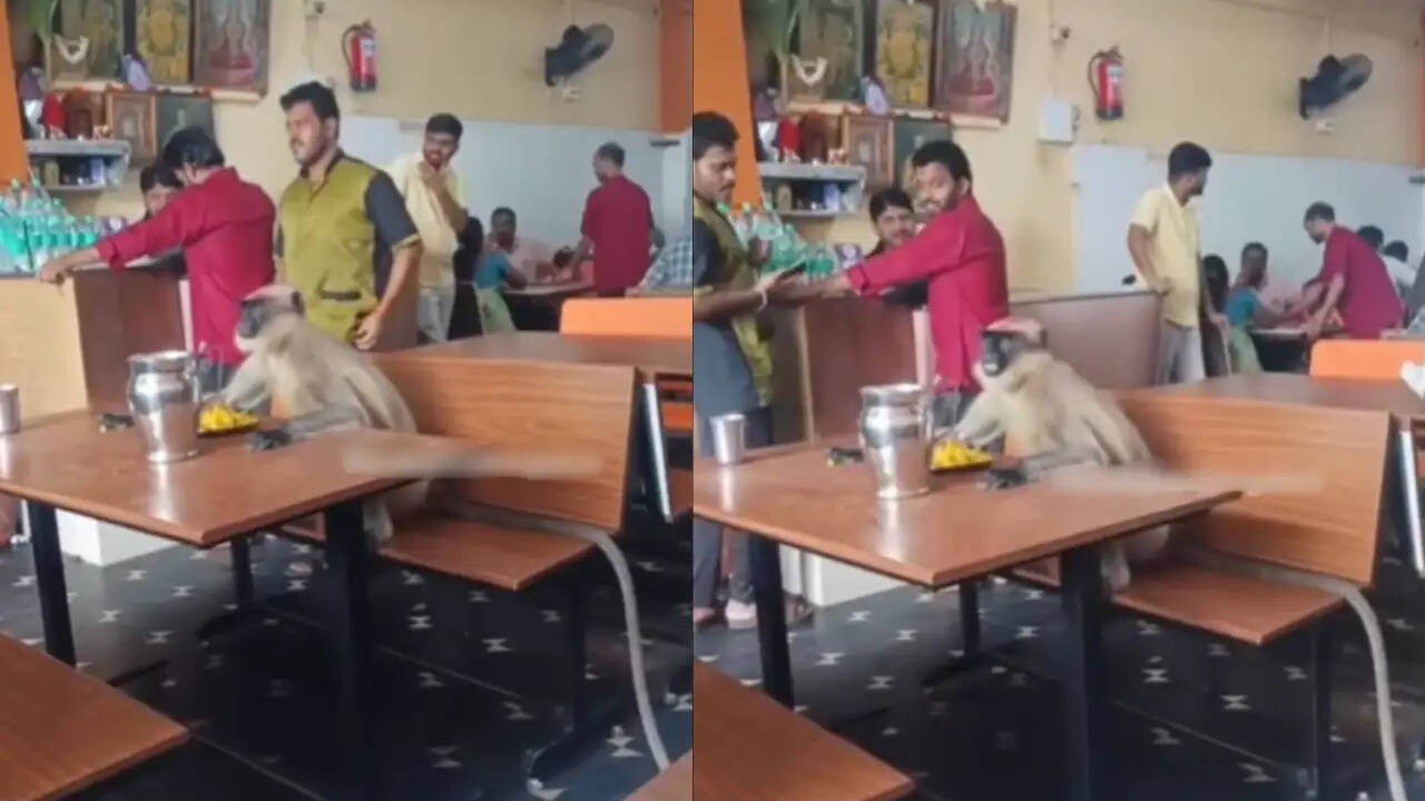 दुकानदार ने लंगूर को प्यार से खिलाया खाना, वीडियो बना वायरल