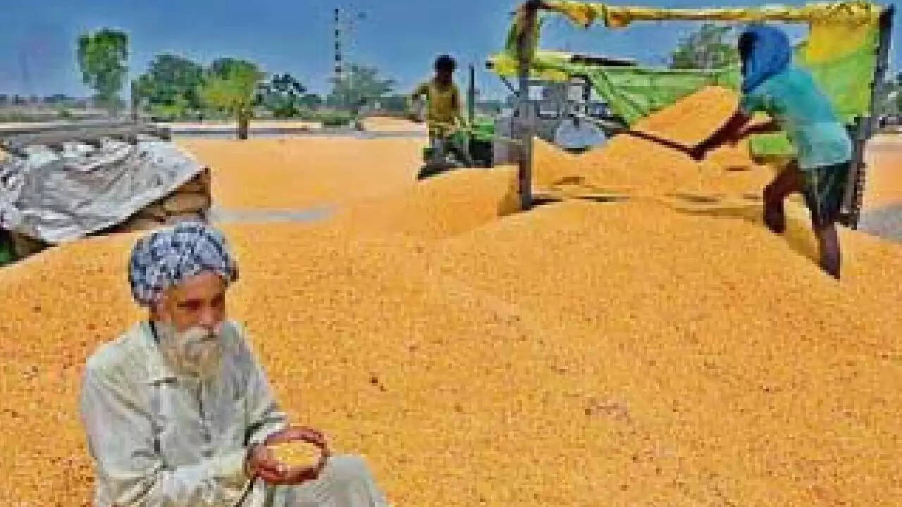 पंजाब में मक्का की खेती में आई नई क्रांति: किसानों के लिए बेहतर भविष्य