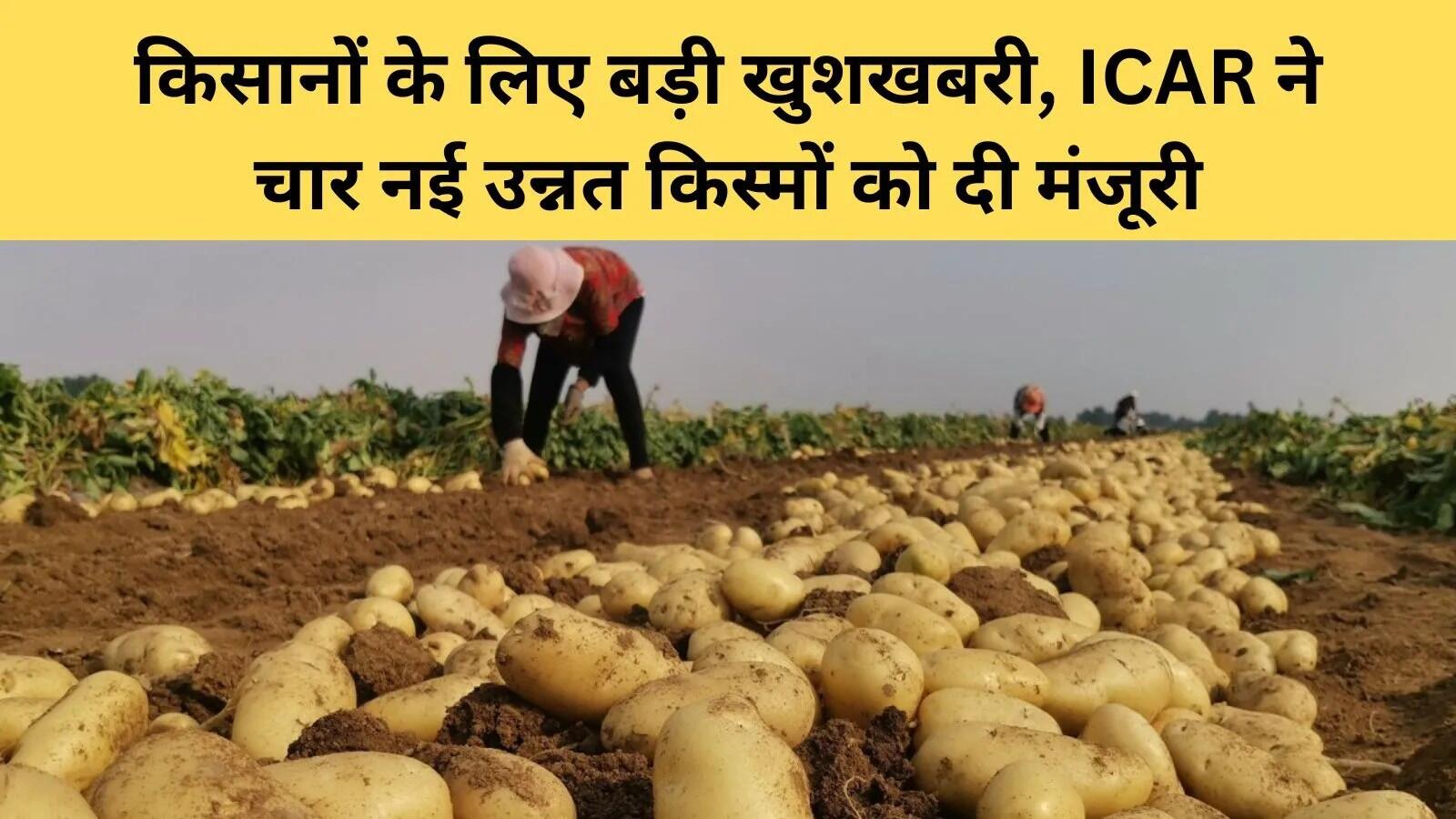 भारत में आलू की चार नई किस्मों का बीज उत्पादन शुरू