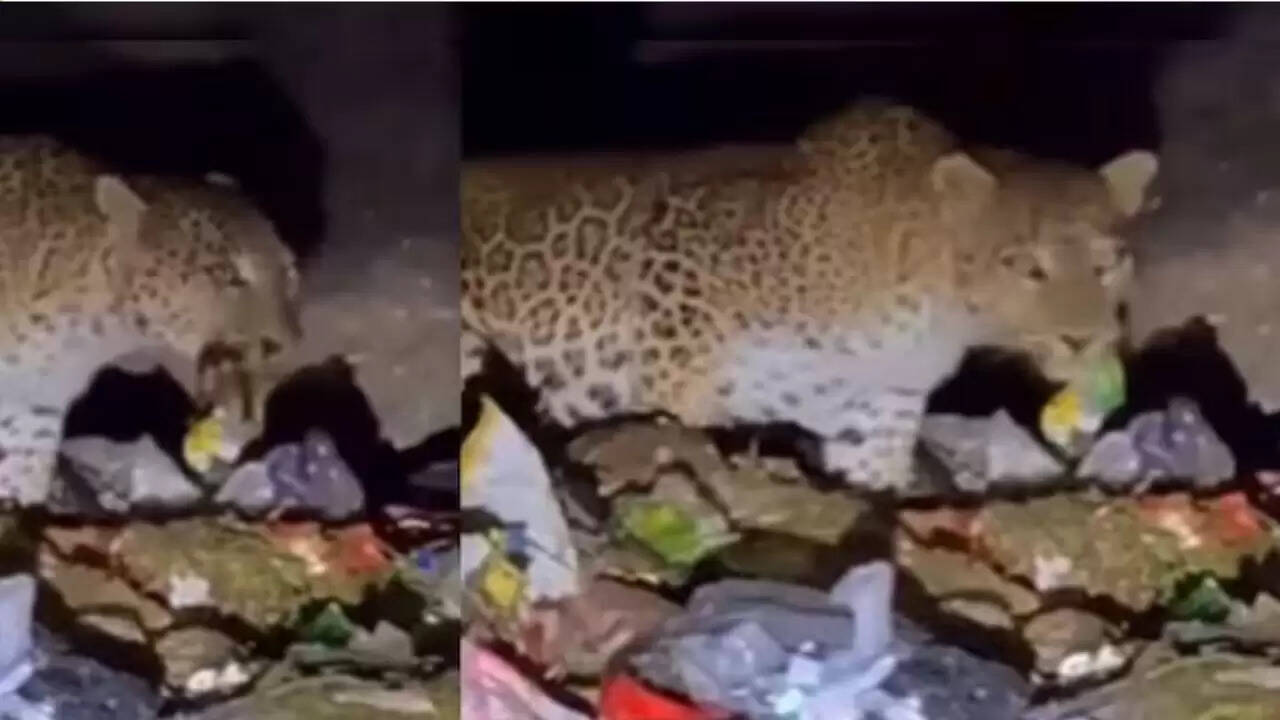 माउंट आबू में तेंदुआ कचरे में भोजन की तलाश करता हुआ