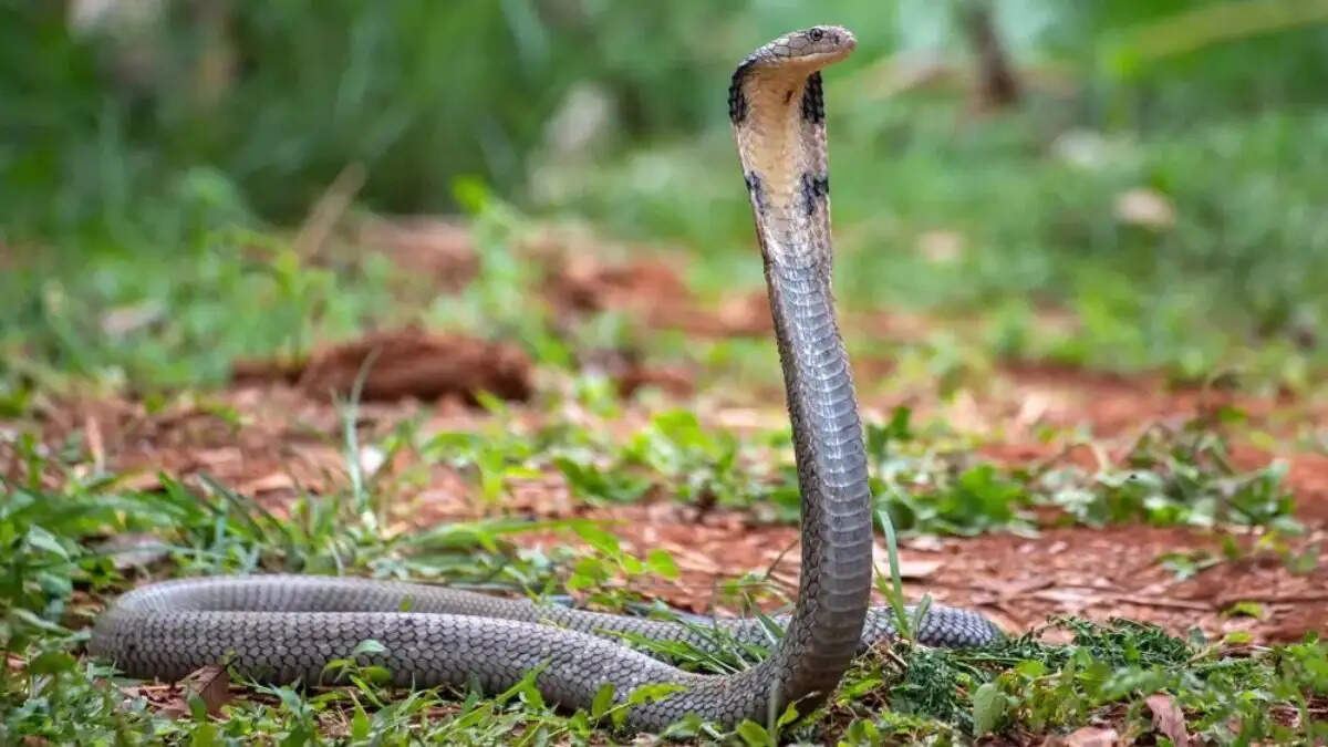 किंग कोबरा की उम्र: जानिए इस खतरनाक सांप की जीवनकाल के रहस्य