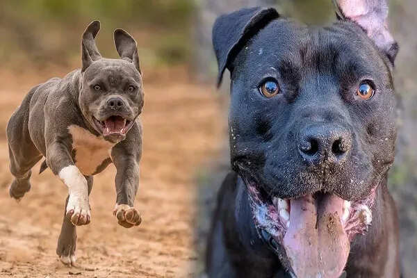 देहरादून में कुत्ता पालने के लिए नए सख्त नियम लागू