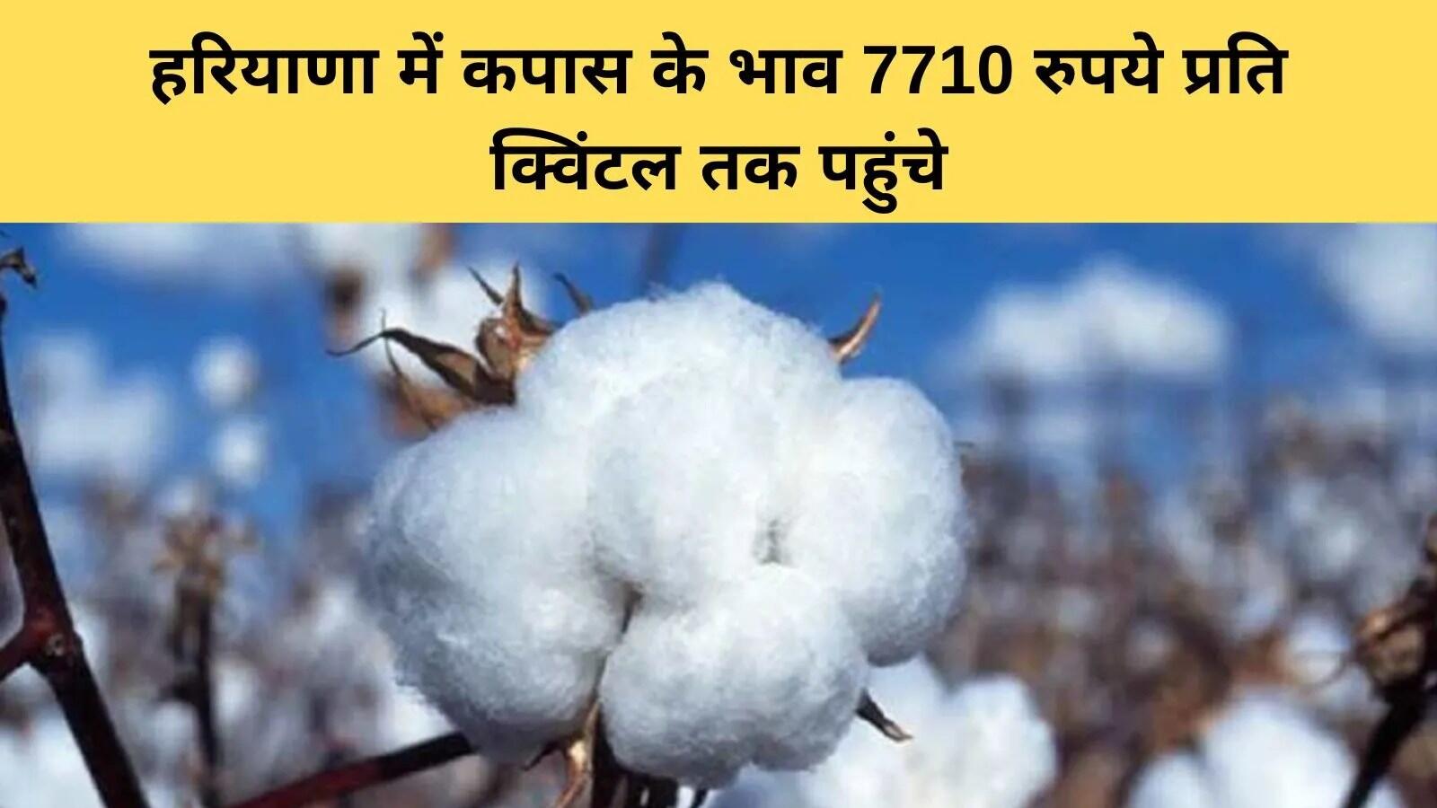हरियाणा में कपास की कीमतों में अभूतपूर्व वृद्धि