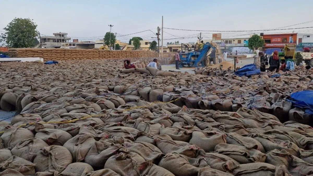 यमुनानगर में धान की खरीद में बढ़ोतरी, किसानों की चिंताएं बढ़ीं