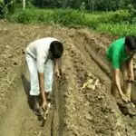 गन्ने की बुवाई के लिए महत्वपूर्ण टिप्स: 15 नवंबर से पहले करें तैयारी