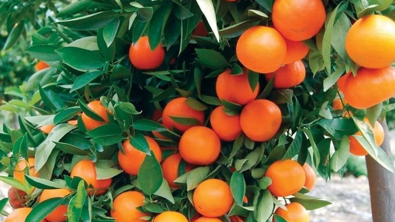 हरियाणा में माल्टा फल की समस्या: बागवानों की चिंता बढ़ी