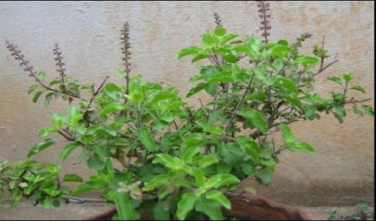 घर में तुलसी और शमी के पौधे लगाने के लाभ और दिशा
