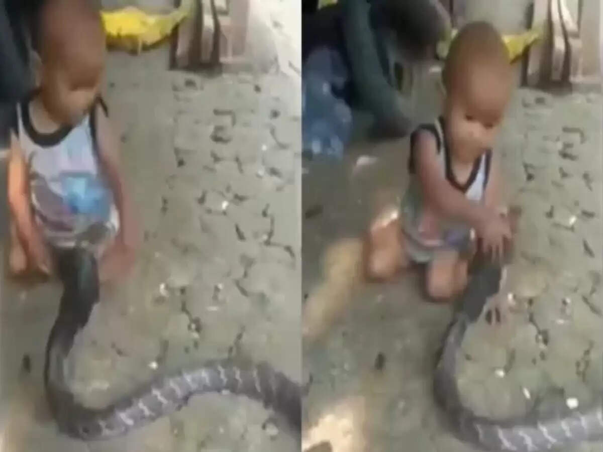 बच्चे का सांप के साथ खतरनाक खेल, वायरल वीडियो ने बढ़ाई चिंता