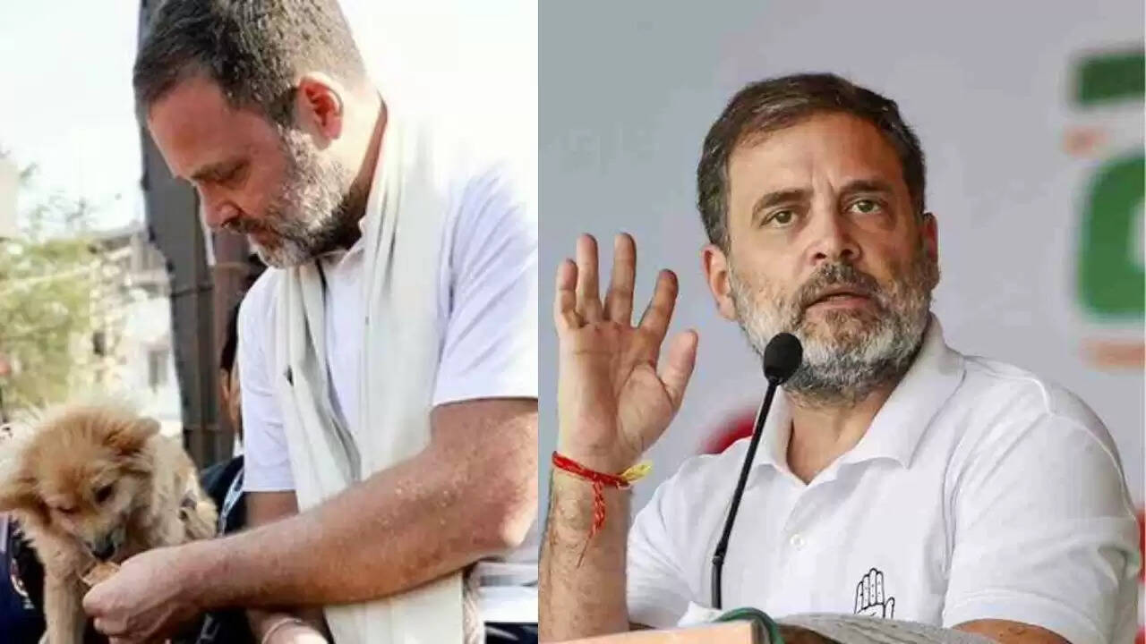 सुप्रीम कोर्ट का नया आदेश: आवारा कुत्तों के लिए बंध्याकरण और टीकाकरण अनिवार्य