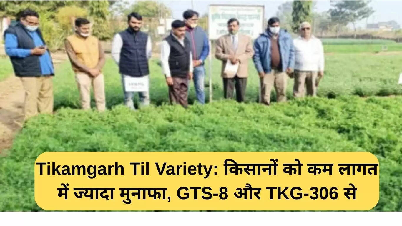 टीकमगढ़ तिल वैरायटी: कम लागत में अधिक लाभ का नया अवसर