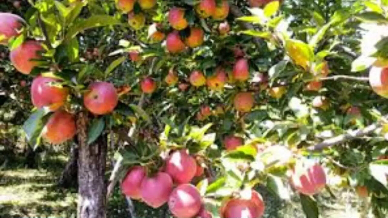 कश्मीर के सेब: स्वास्थ्य पर संभावित खतरे की नई चेतावनी