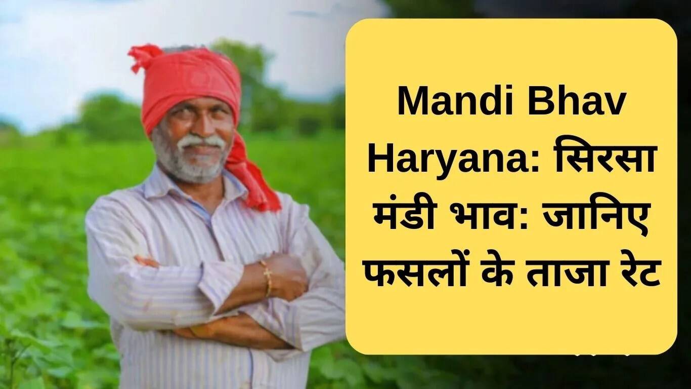 हरियाणा मंडी भाव: सिरसा में फसलों के नवीनतम मूल्य