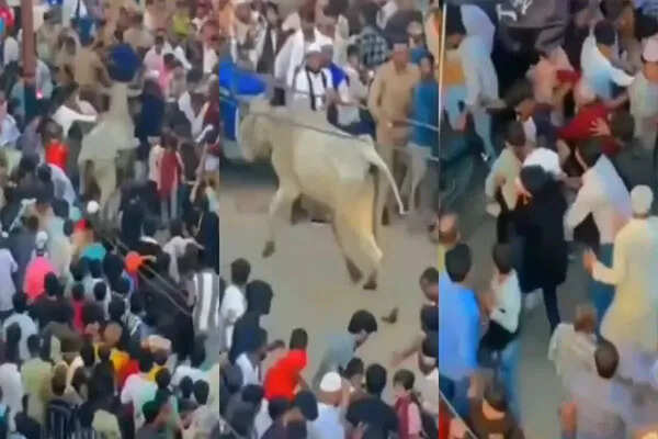 संबल में चेहल्लुम जुलूस के दौरान बेकाबू सांड का आतंक