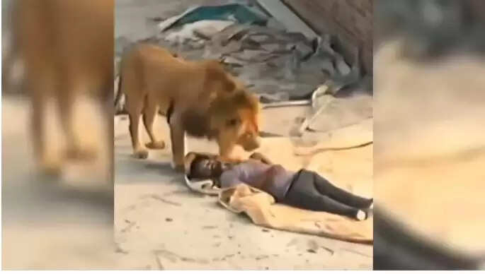 गुजरात में शेरों का मजदूरों पर हमला नहीं, वीडियो हुआ वायरल