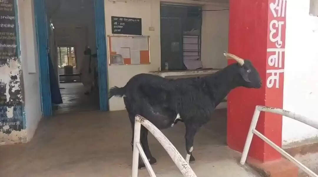 पुलिस थाने में एक बकरा 13 साल से बिना वेतन निभा रहा ड्यूटी, बलरामपुर पुलिस का सबसे अनोखा जवान