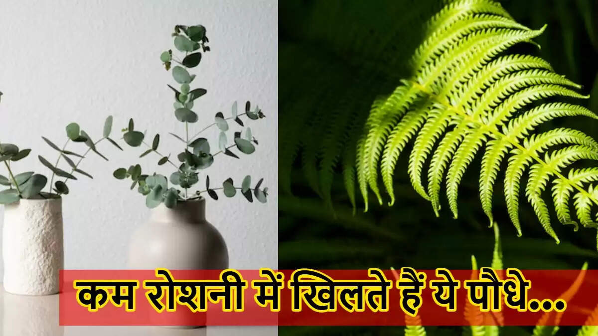 बाथरूम के लिए बेहतरीन पौधे: नमी और कम रोशनी में उगने वाले