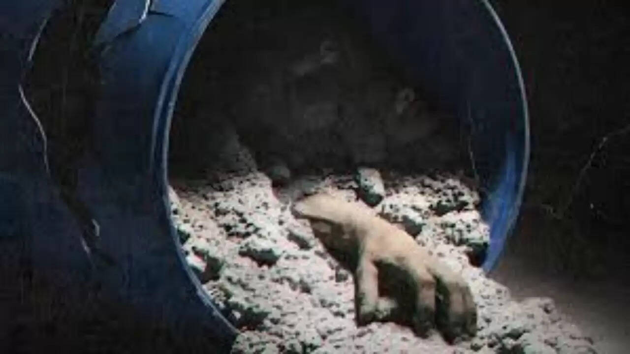 क्या 'Honeymoon Se Hatya' है ट्रू-क्राइम डॉक्यूमेंट्री का नया चेहरा?