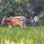 किसानों के हित में केंद्रीय मंत्री के महत्वपूर्ण निर्णय
