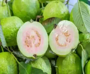 अमरूद के स्वास्थ्य लाभ और कीड़ों से बचने के उपाय