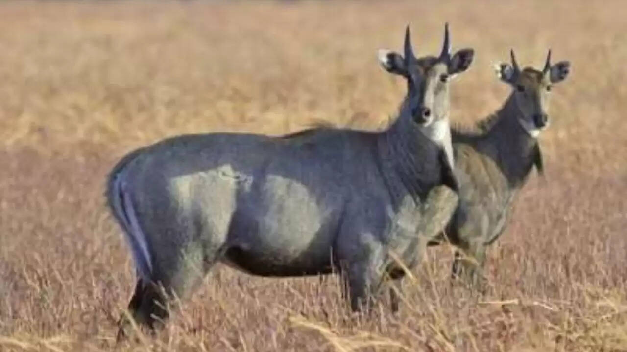 गुना-शिवपुरी हाईवे पर नीलगाय के हादसे में मासूम बच्ची की मौत