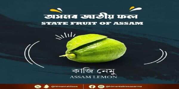 काजी नींबू (साइट्रस लिमोन) असम का 'स्टेट फ्रूट' घोषित
