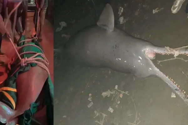 कानपुर में गंगा किनारे मिली विशाल डॉल्फिन, पर्यावरण पर चिंता बढ़ी