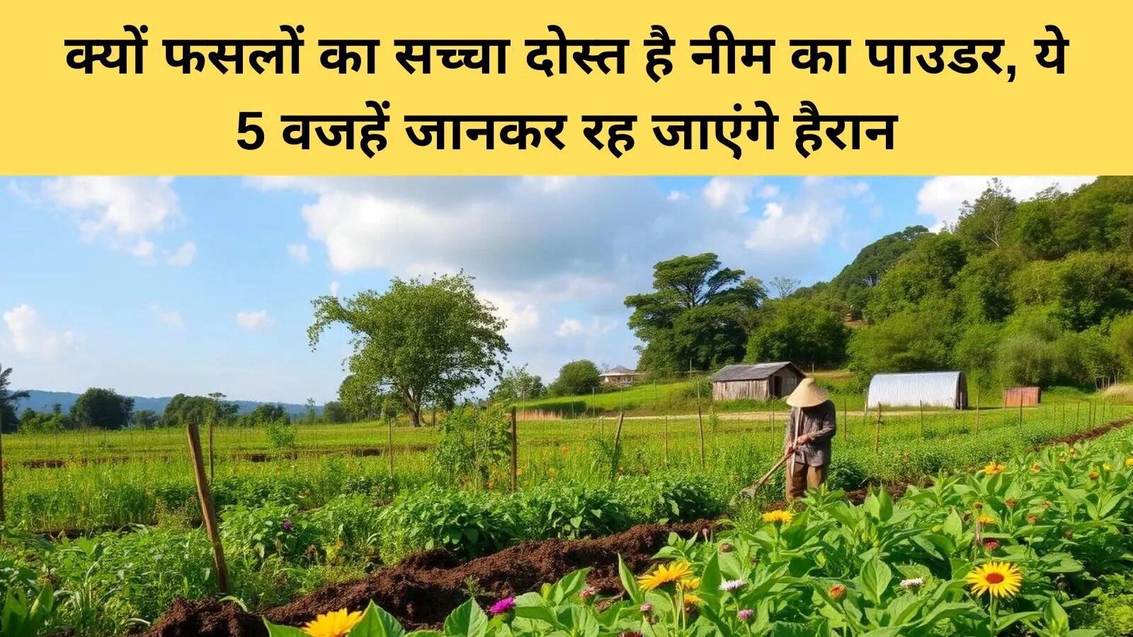 नीम पाउडर: भारतीय खेती में एक प्राकृतिक समाधान