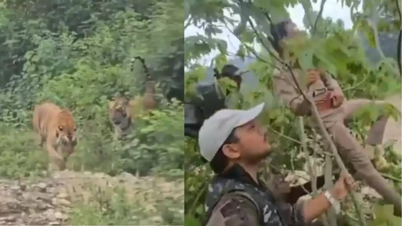 उत्तराखंड में बाघों के साथ वनकर्मियों की रोमांचक मुठभेड़