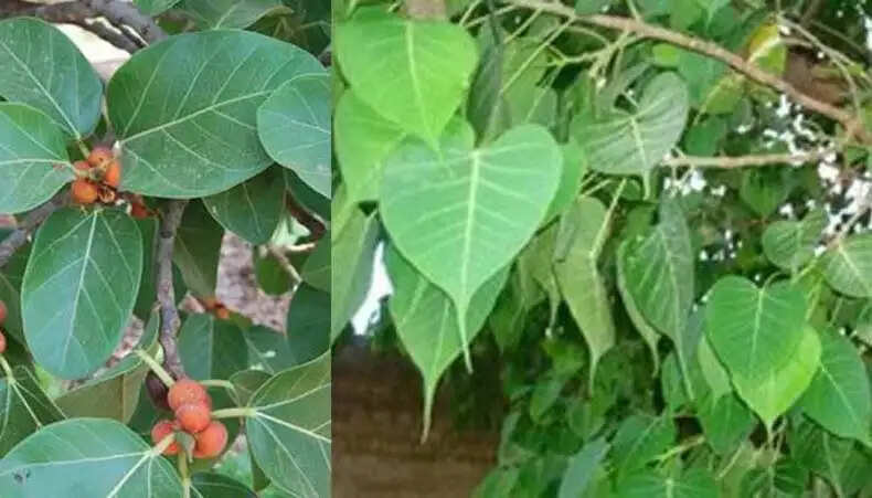 वास्तु शास्त्र के अनुसार इन पेड़ों को न काटें, वरना होगा बड़ा नुकसान