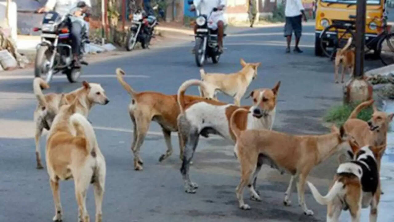 छत्तीसगढ़ में आवारा कुत्तों का आतंक: 8 लोग हुए शिकार