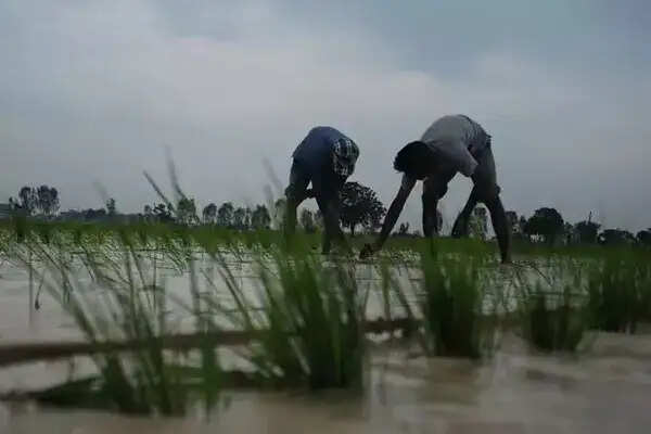 पंजाब में धान की सीधी बिजाई के लिए किसानों को मिलेगा 1500 रुपये प्रति एकड़ प्रोत्साहन