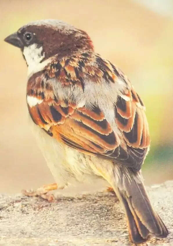 गौरैया का भारत में पहला जीनोम सीक्वेंस, पक्षी जीनोमिक्स में एक महत्वपूर्ण उपलब्धि