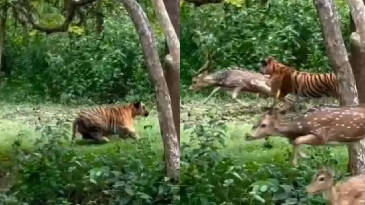जंगल में टाइगर और हिरण की शिकार की अद्भुत कहानी