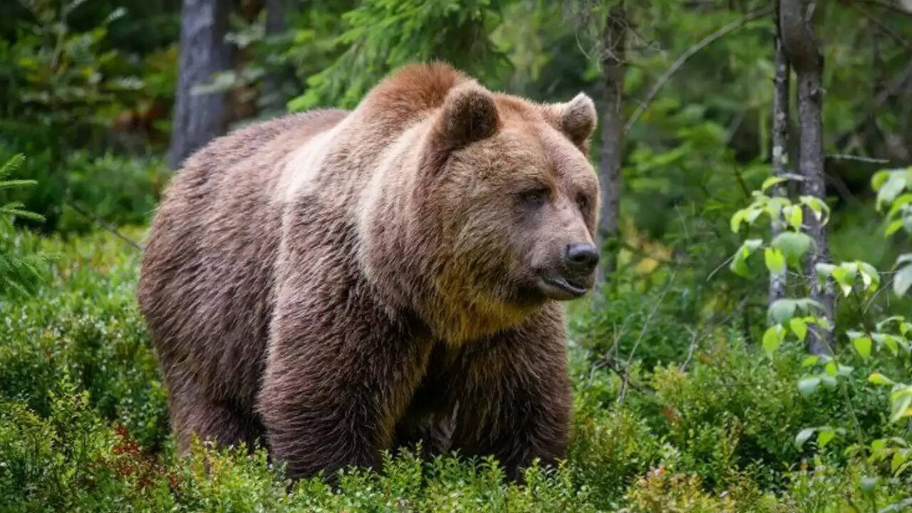 जापान में भालू के मांस की बढ़ती मांग और इसके प्रभाव