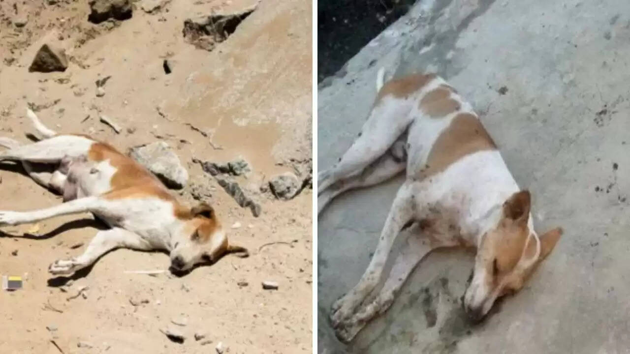 पश्चिम बंगाल में आवारा कुत्तों की हत्या का मामला: स्थानीय लोगों में आक्रोश