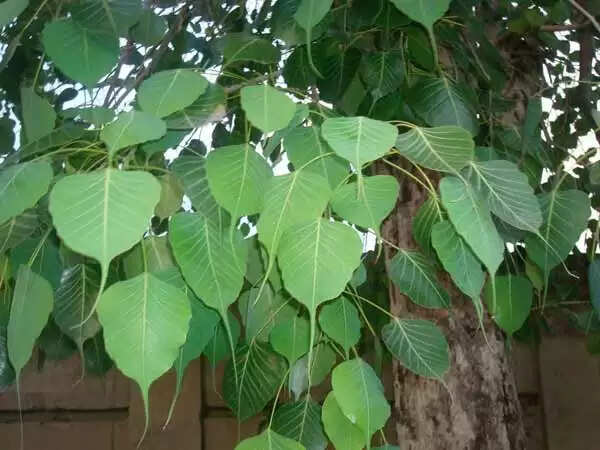 पीपल के पेड़ के 7 स्वास्थ्य लाभ जो आपको जानने चाहिए