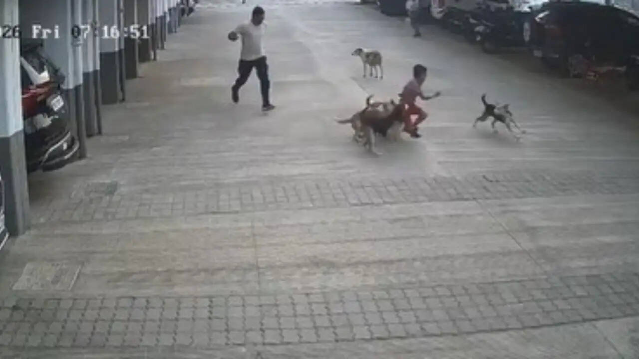 पुणे में आवारा कुत्तों का हमला: एक बच्चे की जान बचाई गई