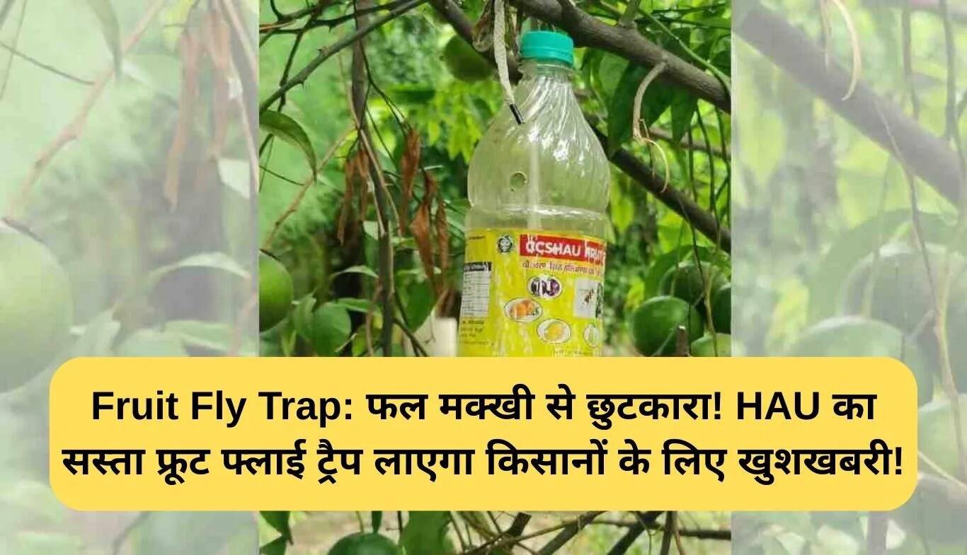 किसानों के लिए फायदेमंद: किफायती फल मक्खी ट्रैप का विकास