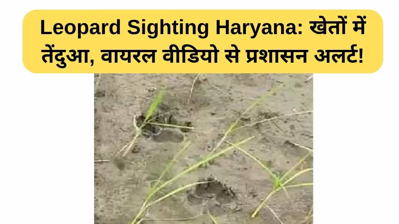 हरियाणा में तेंदुए की Sightings से ग्रामीणों में दहशत