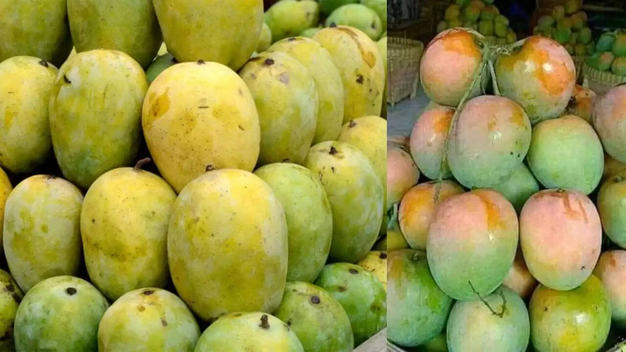 भारत का आम: मालदा, मैंगो सिटी की कहानी