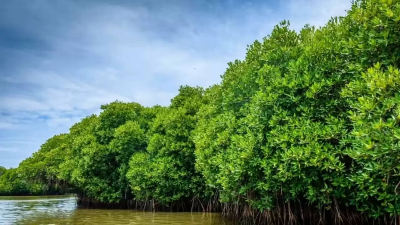 सुंदरबन के मैंग्रोव जंगलों का संकट: जलवायु परिवर्तन का प्रभाव