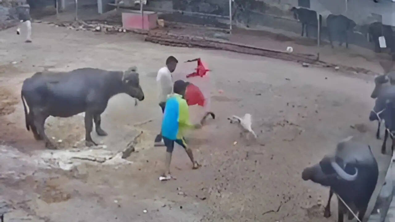 इंदौर में आवारा कुत्ते का परिवार पर हमला, चार लोग घायल