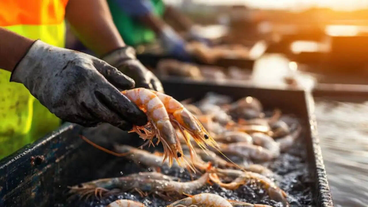 भारत में सीफूड निर्यात में अभूतपूर्व वृद्धि: मछुआरों की किस्मत बदल रही है