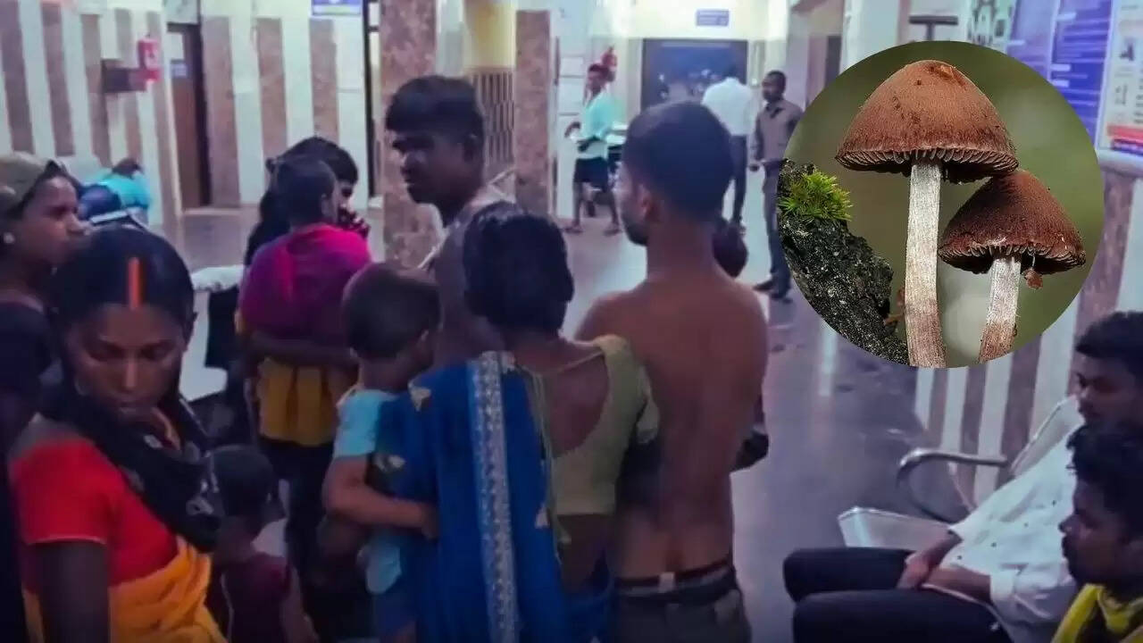 जहरीले मशरूम से हुई तबीयत खराब, छत्तीसगढ़ में 8 लोग बीमार