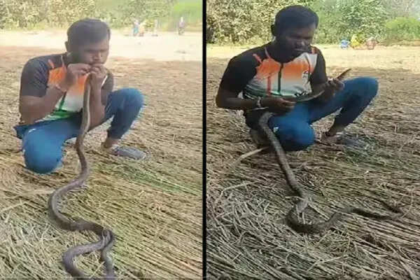 गुजरात में सांप को CPR देकर बचाई गई जान, मानवता की मिसाल