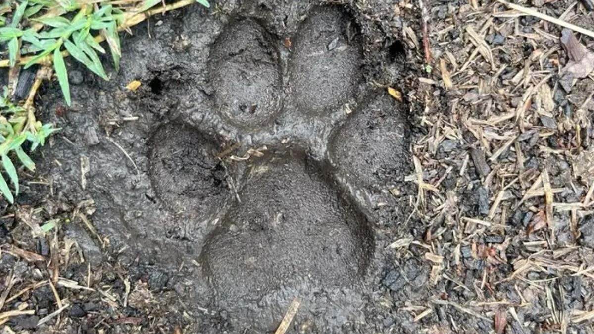 अंबाला में तेंदुए की अफवाह: वन्य प्राणी विभाग ने दी सफाई