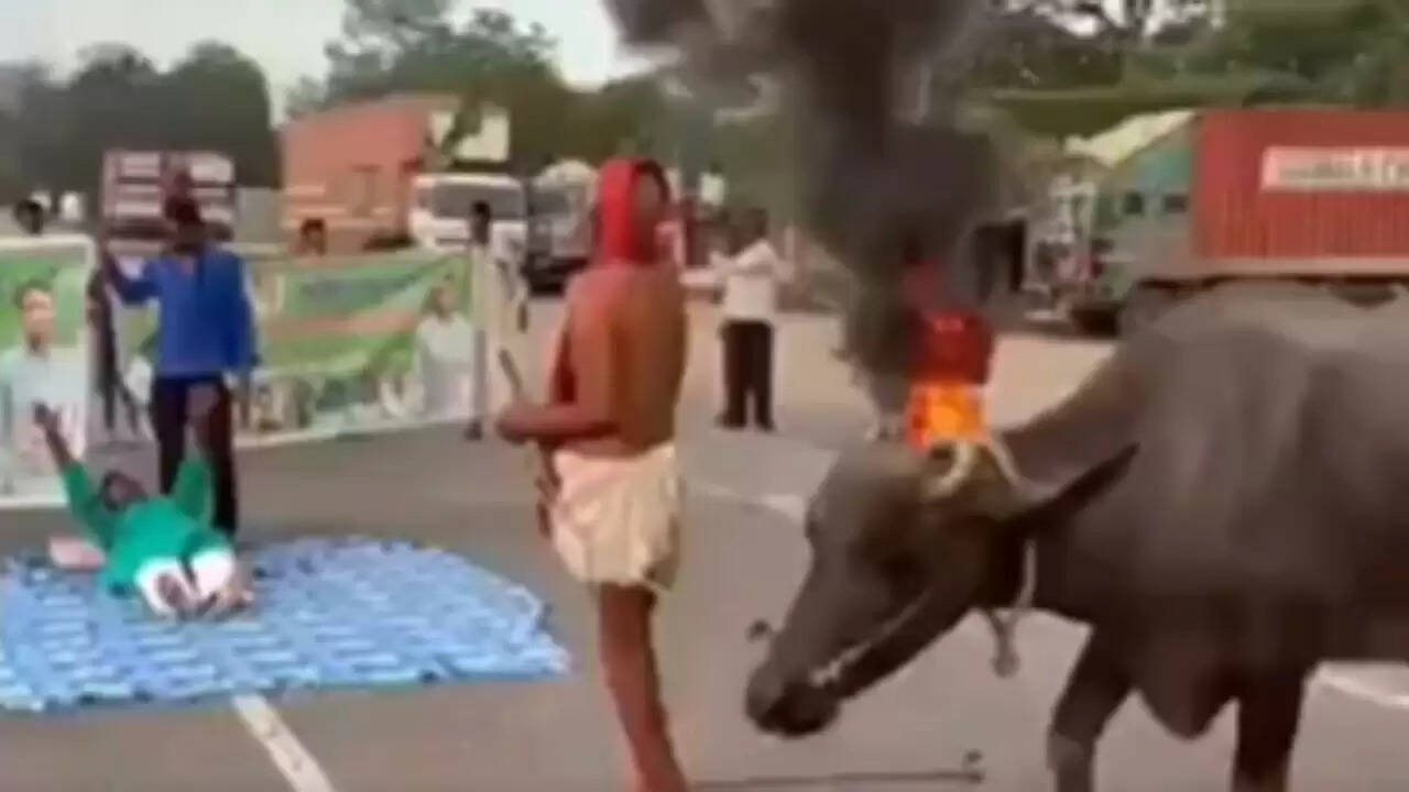 बिहार में केदार प्रसाद का अनोखा प्रदर्शन, सड़क पर बिछाई चादर और भैंस बांधी