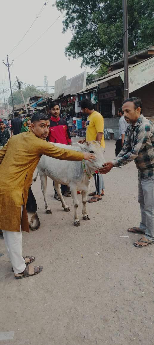 मुरैना: गाय का पूजन कर गुड़ खिलाकर मनाई गोपाष्टमी
