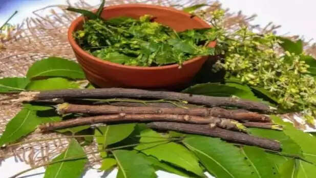 दातून का महत्व: स्वास्थ्य के लिए एक सरल उपाय